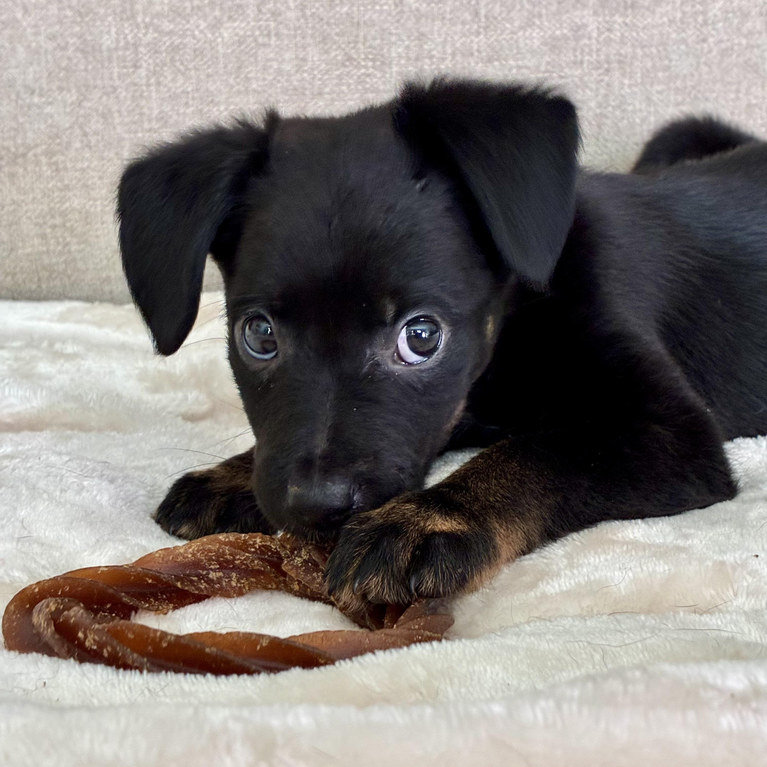 Enlarge Clove, a Adoptable mixed breed in Rock Hill, SC image 5/5