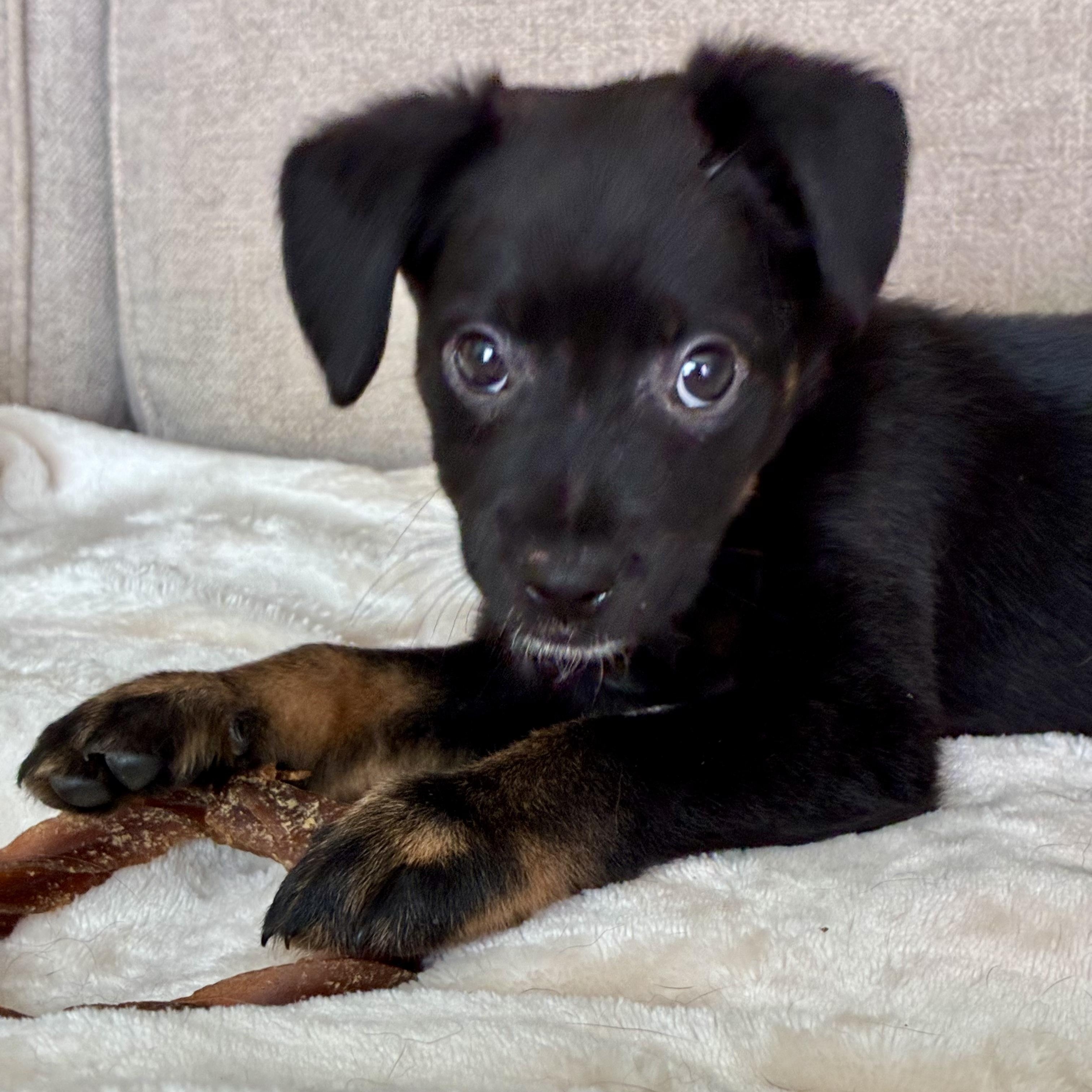 Clove, Adoptable, Puppy Female Labrador Retriever & Mixed Breed.