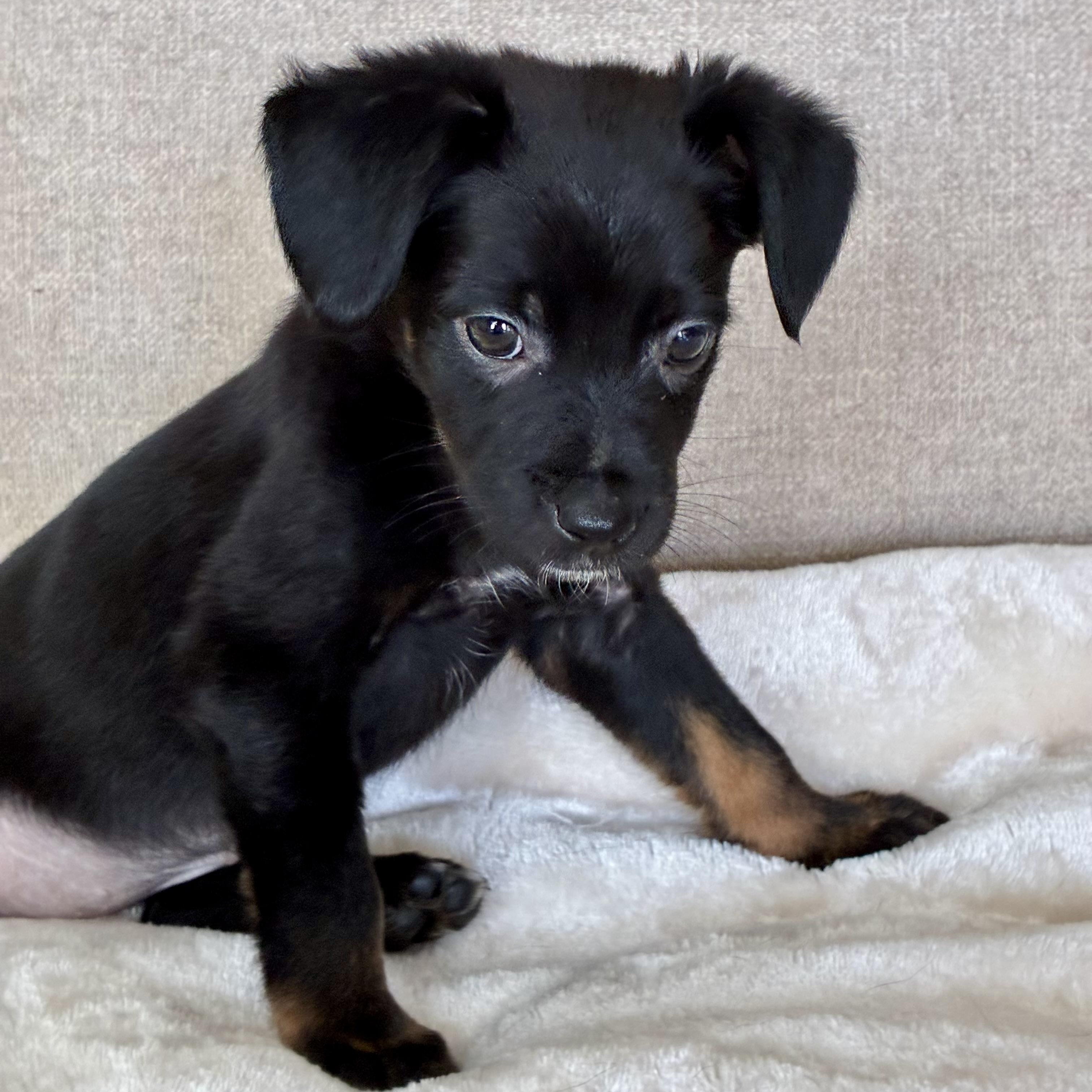 Enlarge Clove, a Adoptable mixed breed in Rock Hill, SC image 3/5