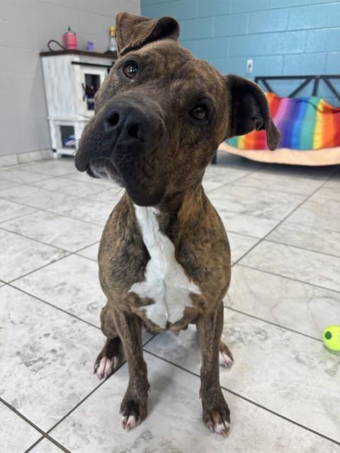 Enlarge JENNY, a Adoptable mixed breed in Kalamazoo, MI image 1/1