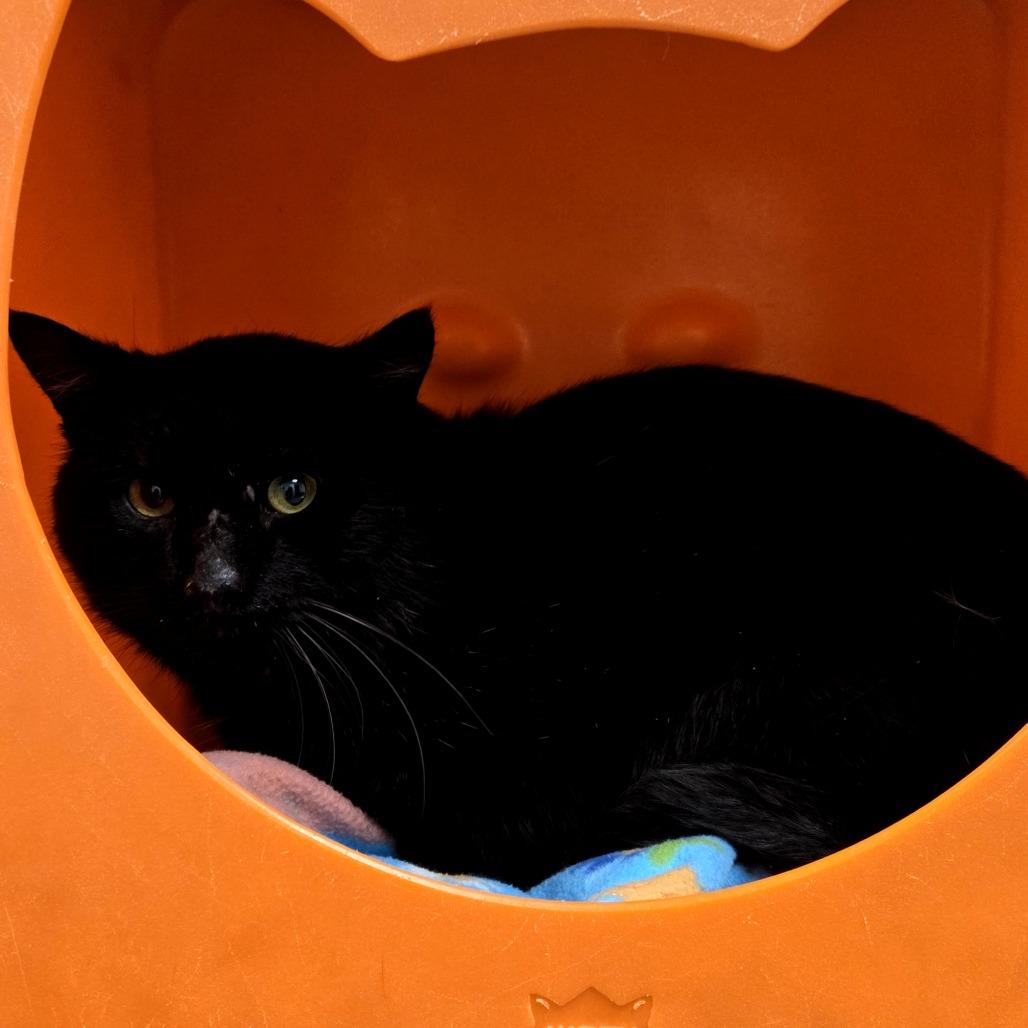 Tiberius, Adoptable, Adult Male Domestic Short Hair.