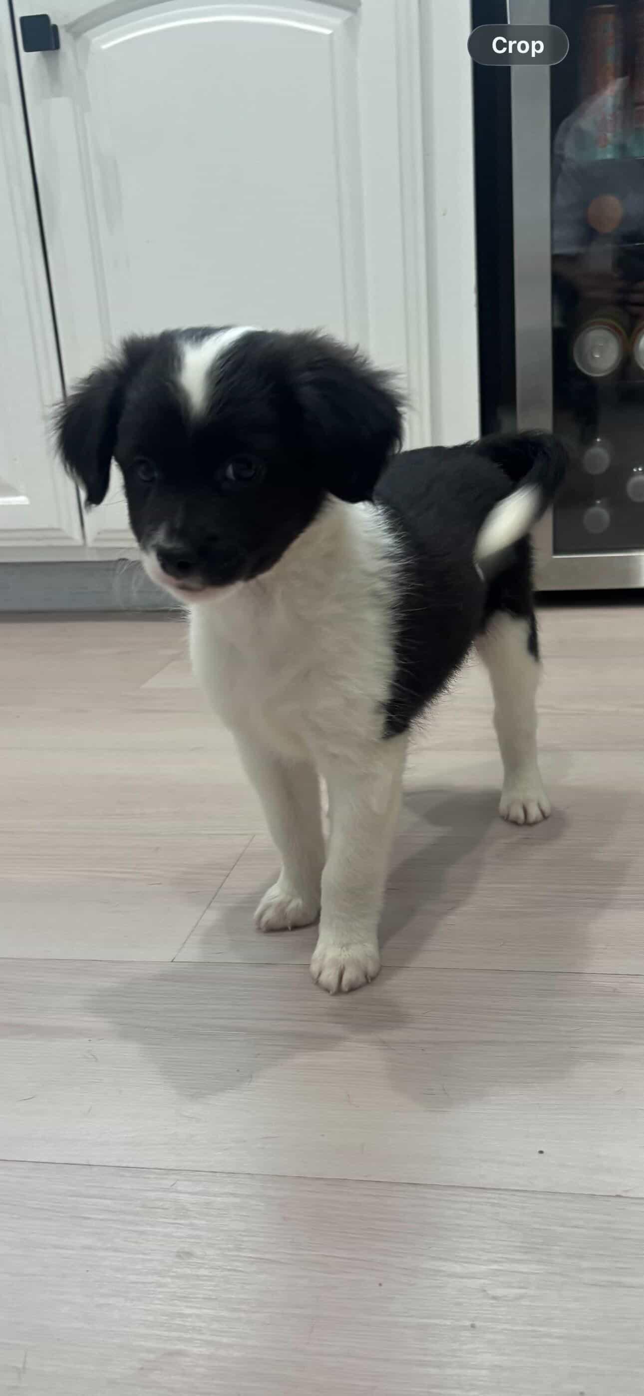 Enlarge CHARLIE, an adopted mixed breed in New Haven, CT image 2/4