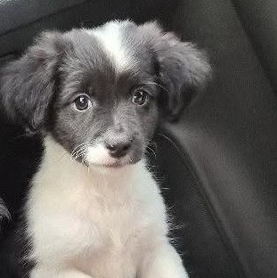 CHARLIE, adopted, Puppy Male Shih Tzu & Poodle (Toy).