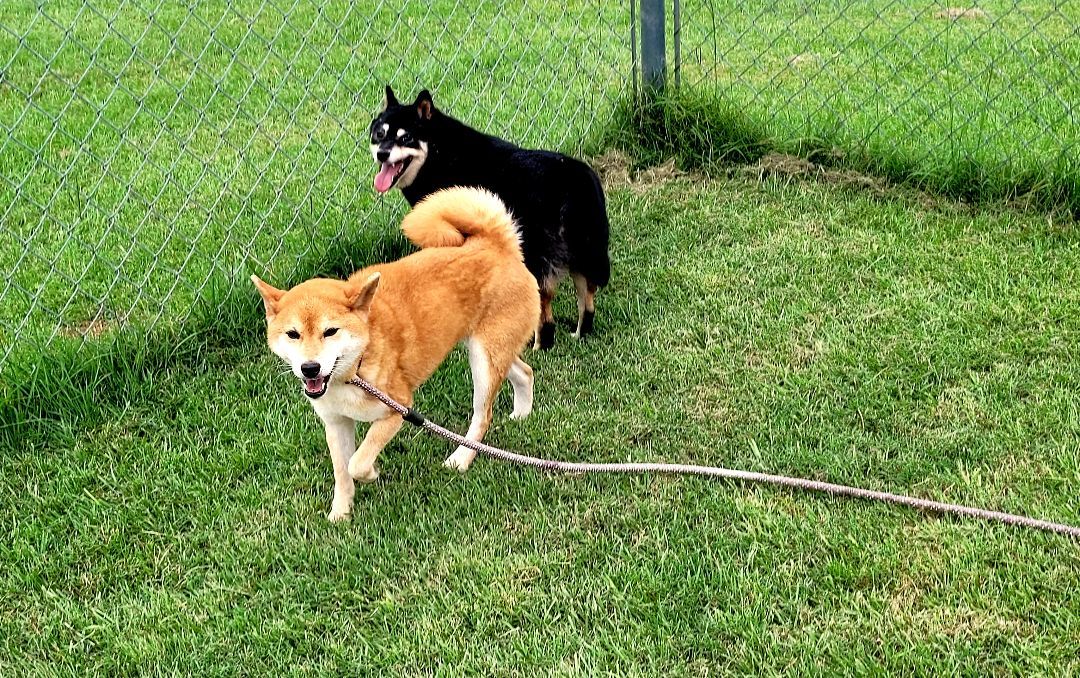 Shiba, female