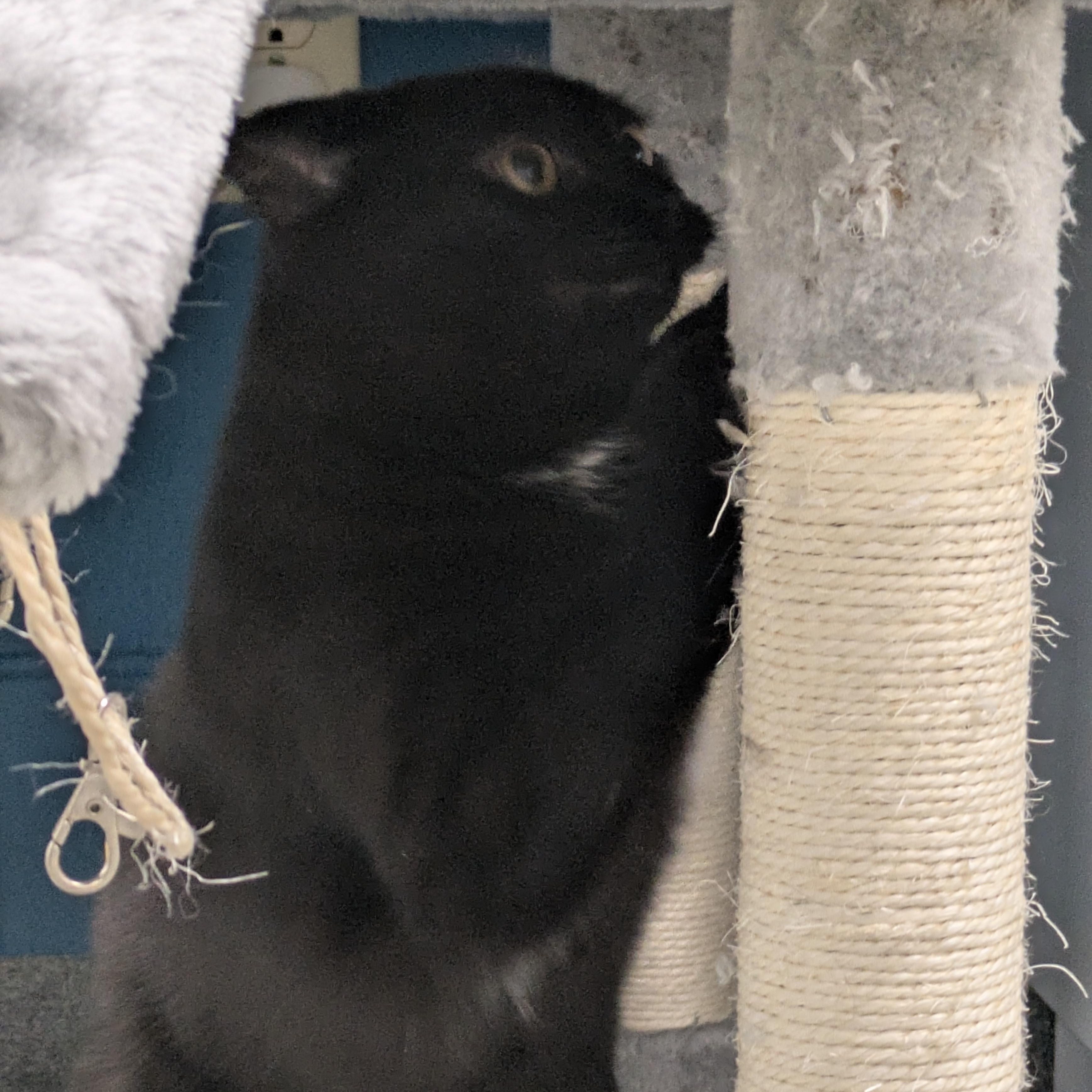 Antonio, a Adoptable Domestic Short Hair in Mount Pleasant, MI image 2/4