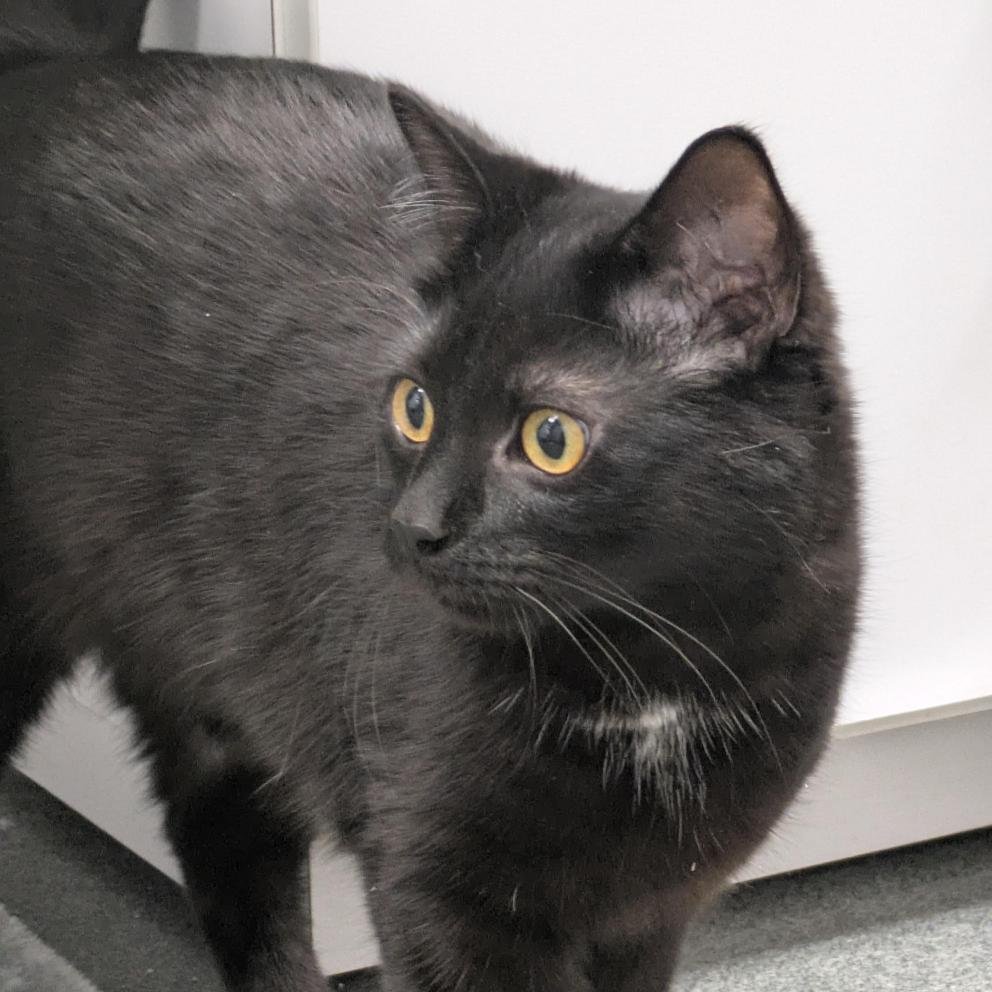 Antonio, Adoptable, Young Male Domestic Short Hair.