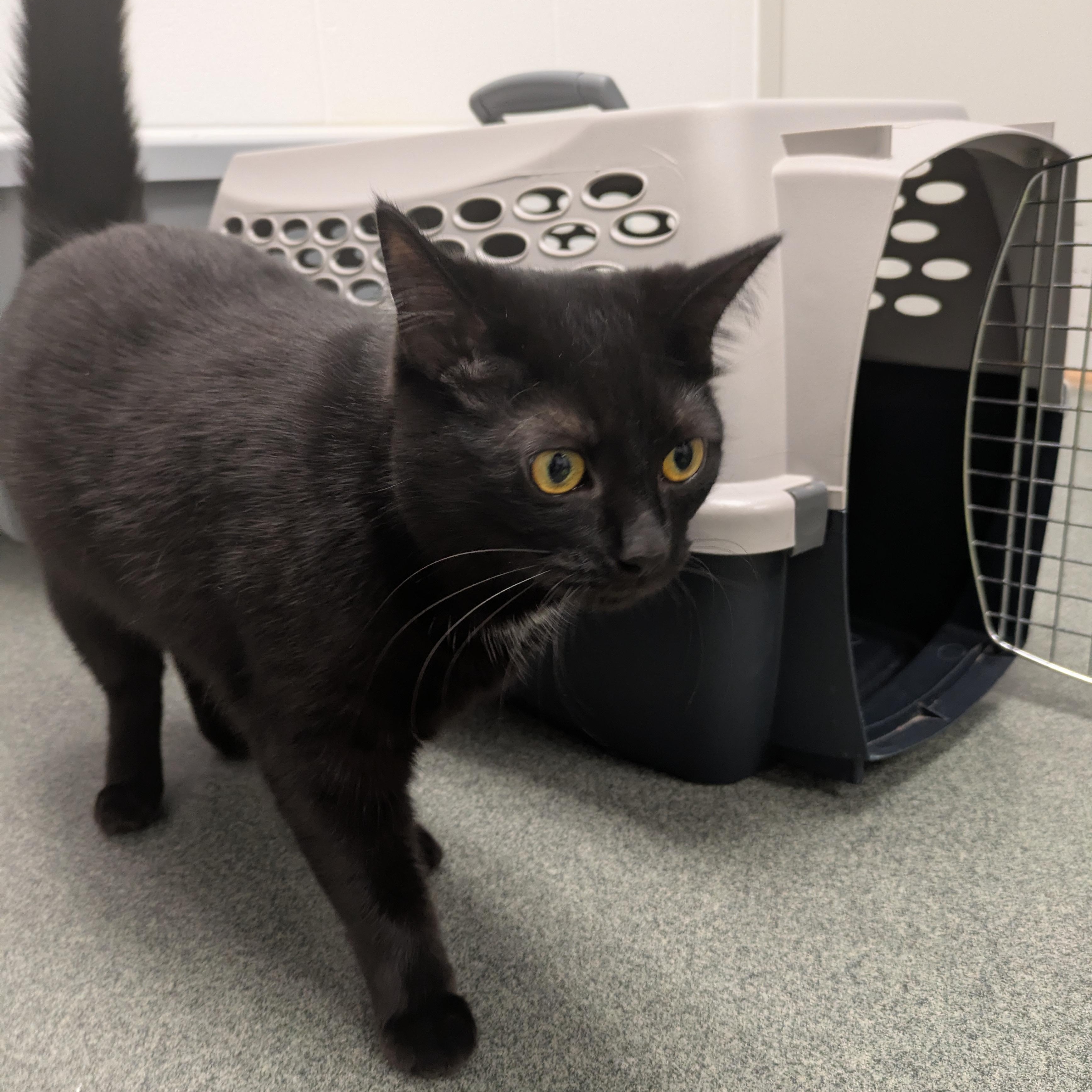 Antonio, a Adoptable Domestic Short Hair in Mount Pleasant, MI image 3/4