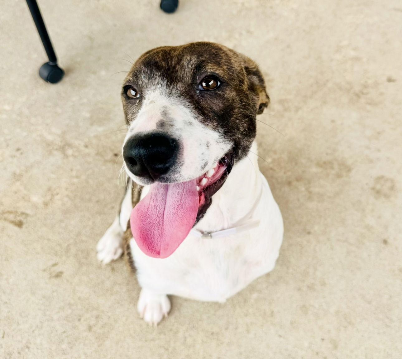 Enlarge Ivy, a Adopted German Shorthaired Pointer in Houston, TX image 1/3