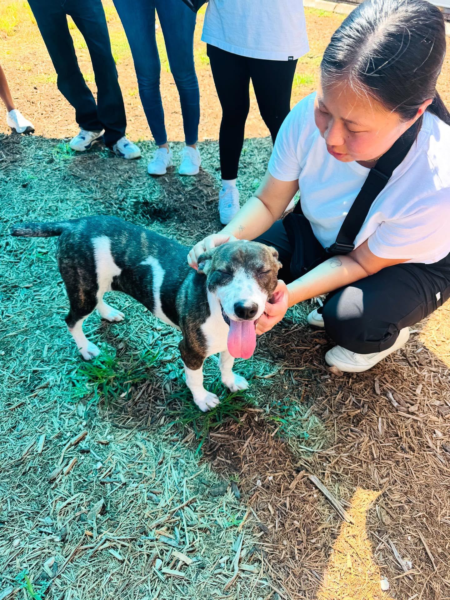 Enlarge Ivy, a Adopted German Shorthaired Pointer in Houston, TX image 1/2