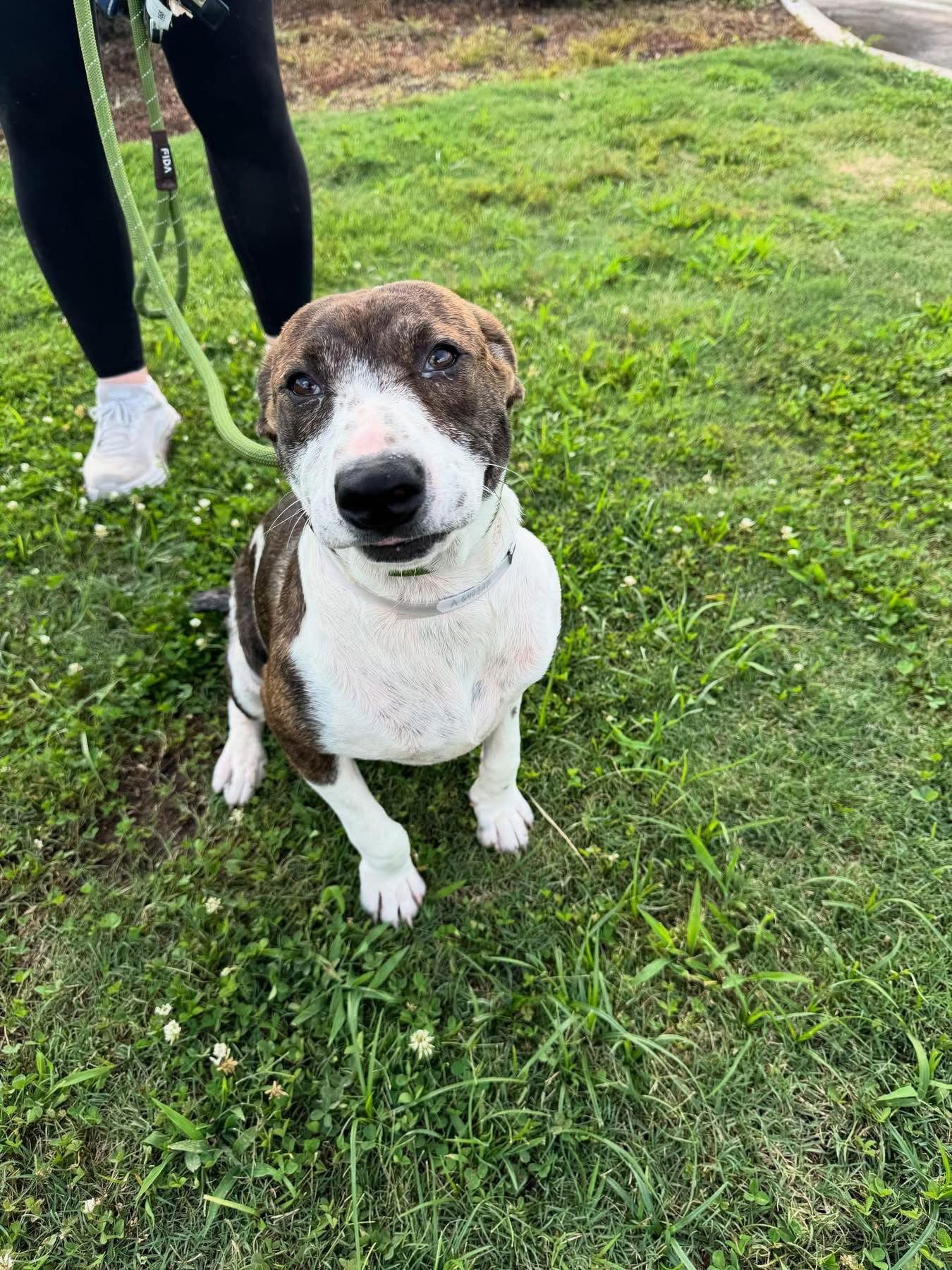 Enlarge Ivy, a Adopted German Shorthaired Pointer in Houston, TX image 2/2