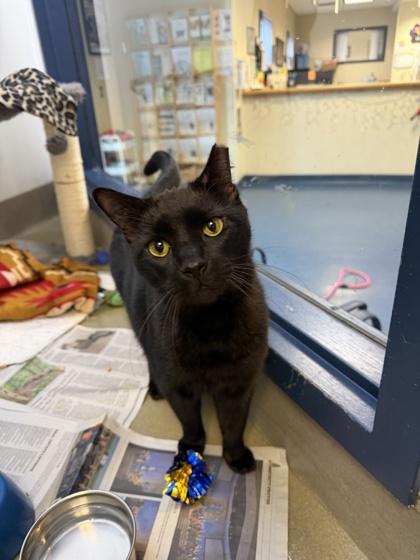 Enlarge Joe, a Adoptable mixed breed in King William, VA image 1/1