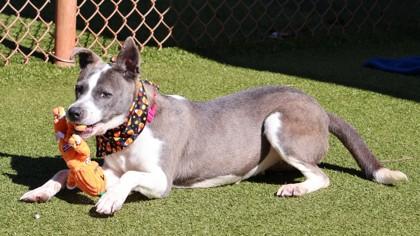 Enlarge Jessie- Project Homebound, a Adoptable Mixed Breed in Athens, GA image 1/3