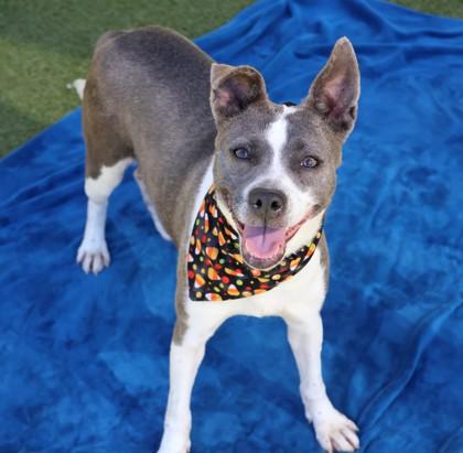 Enlarge Jessie- Project Homebound, a Adoptable Mixed Breed in Athens, GA image 2/3