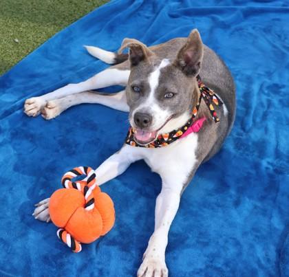 Enlarge Jessie- Project Homebound, a Adoptable Mixed Breed in Athens, GA image 3/3