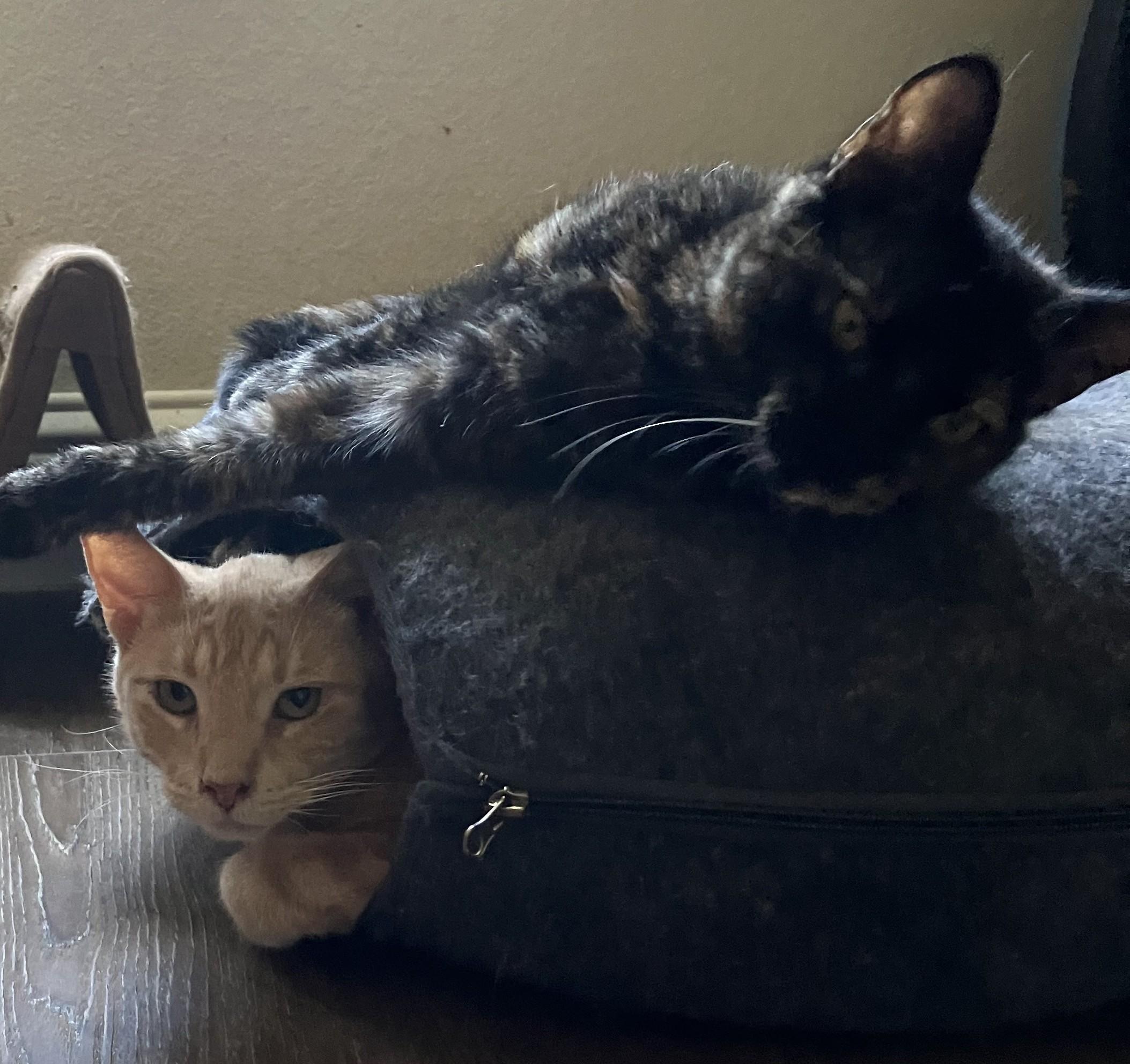 Enlarge Georgie, a Adopted American Shorthair in Merced, CA image 3/6