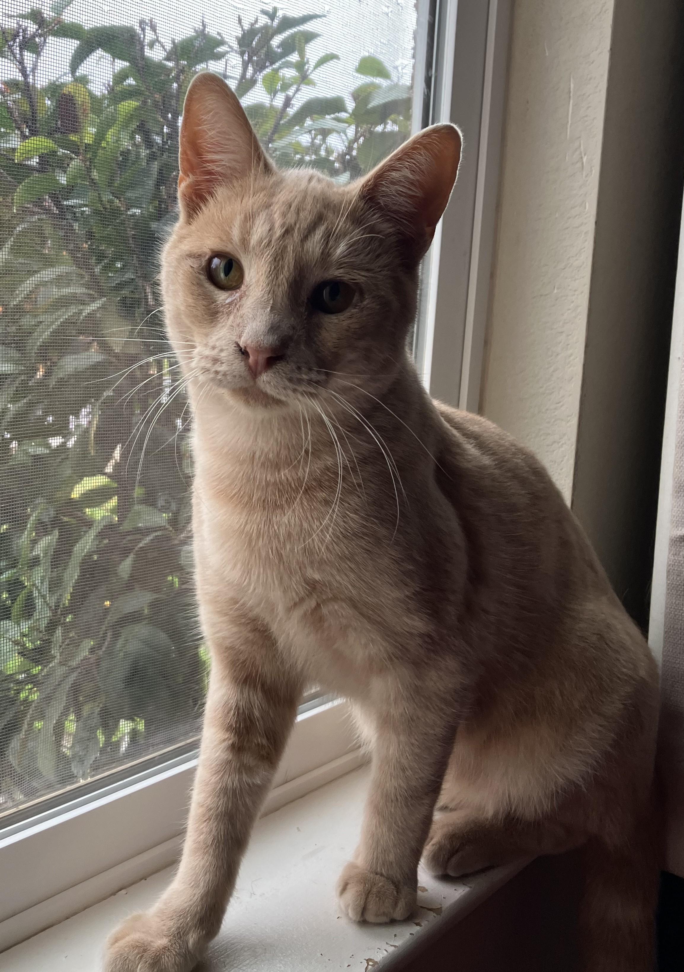 Georgie, Adopted, Young Male American Shorthair.