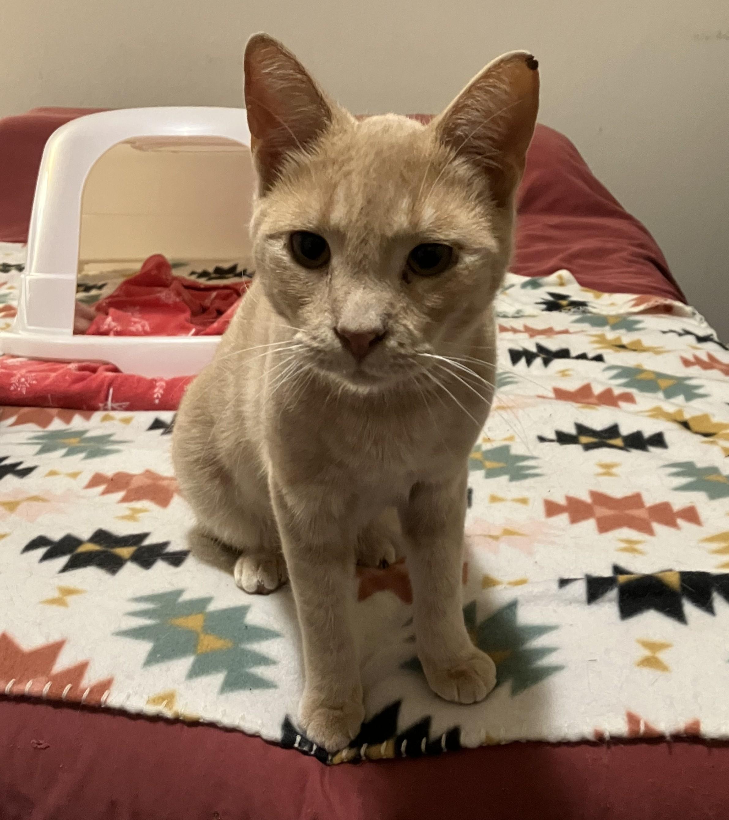 Enlarge Georgie, a Adopted American Shorthair in Merced, CA image 6/6