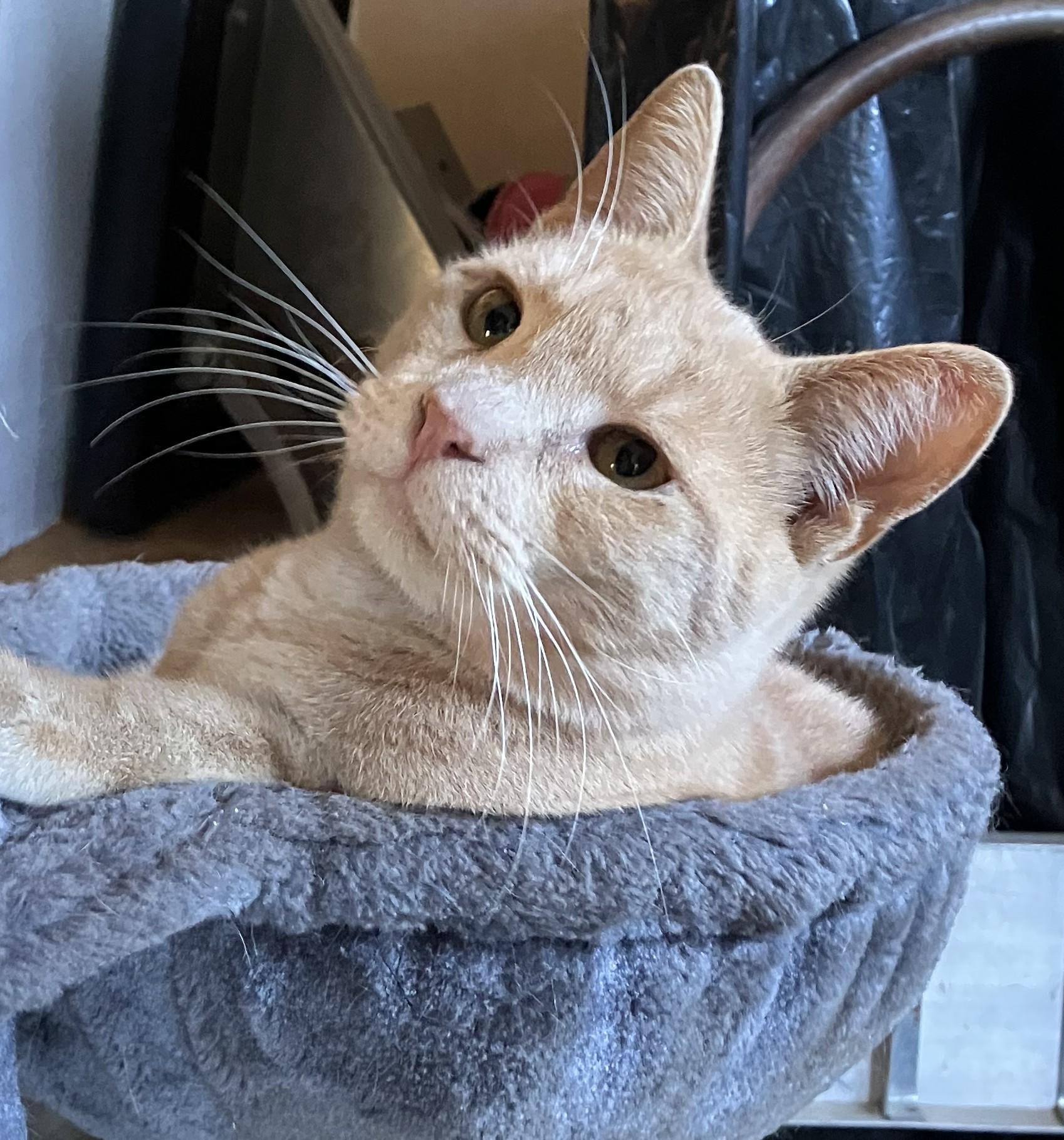Georgie, Adopted, Young Male American Shorthair.