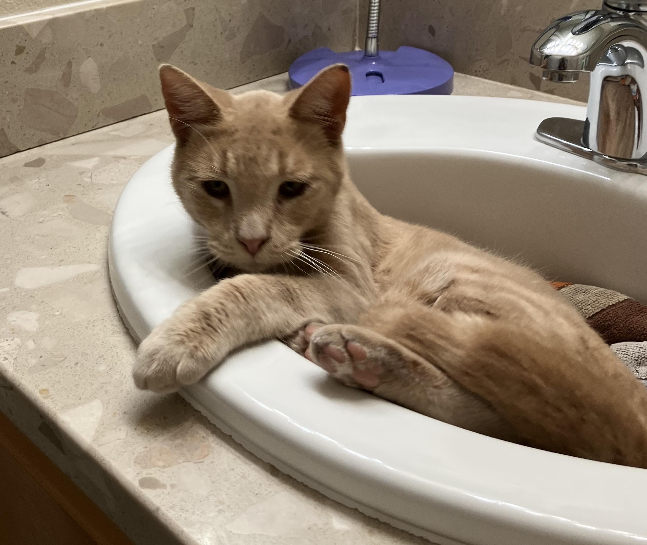 Enlarge Georgie, a Adopted American Shorthair in Merced, CA image 5/6