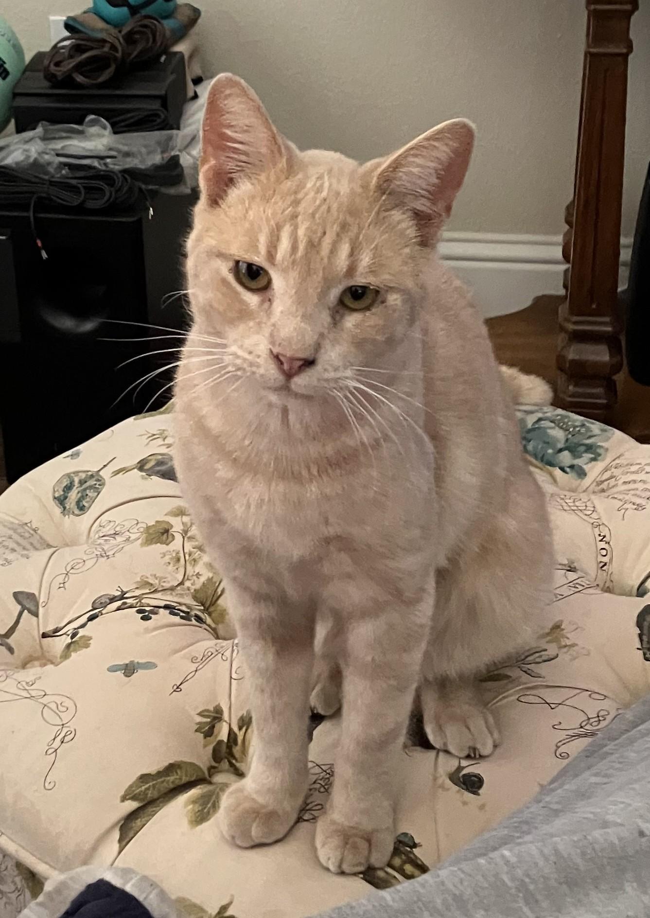 Enlarge Georgie, a Adopted American Shorthair in Merced, CA image 2/6