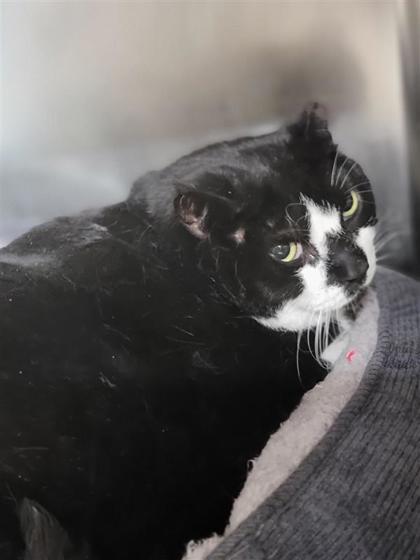 Enlarge Oreo, a Adoptable mixed breed in Largo, FL image 1/3
