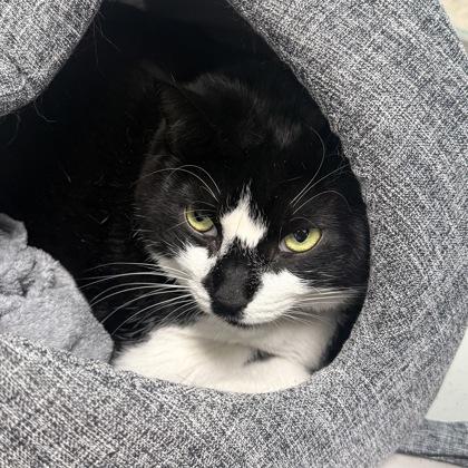 Enlarge Oreo, a Adoptable mixed breed in Largo, FL image 2/3
