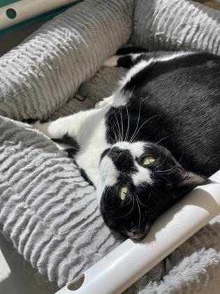 Oreo, a Adoptable mixed breed in Largo, FL image 2/3