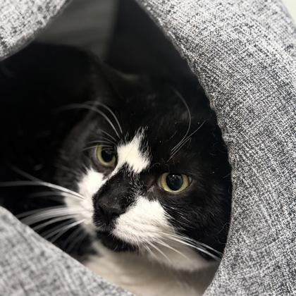 Enlarge Oreo, a Adoptable mixed breed in Largo, FL image 3/3