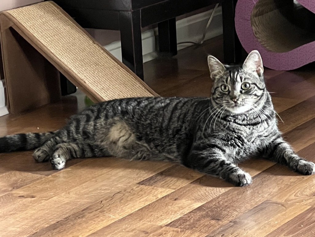 Enlarge TYLER, a Adoptable Domestic Short Hair in KENTON, DE image 4/6