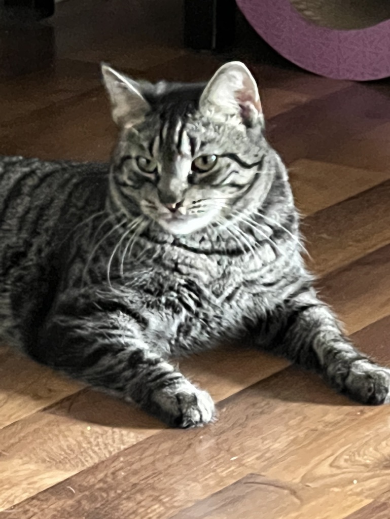 Enlarge TYLER, a Adoptable Domestic Short Hair in KENTON, DE image 5/6