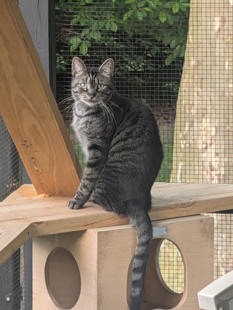 Enlarge TYLER, a Adoptable Domestic Short Hair in KENTON, DE image 2/6