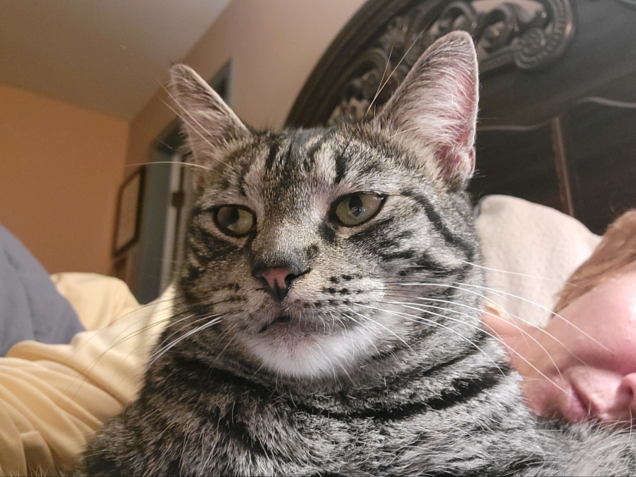 Enlarge TYLER, a Adoptable Domestic Short Hair in KENTON, DE image 1/6