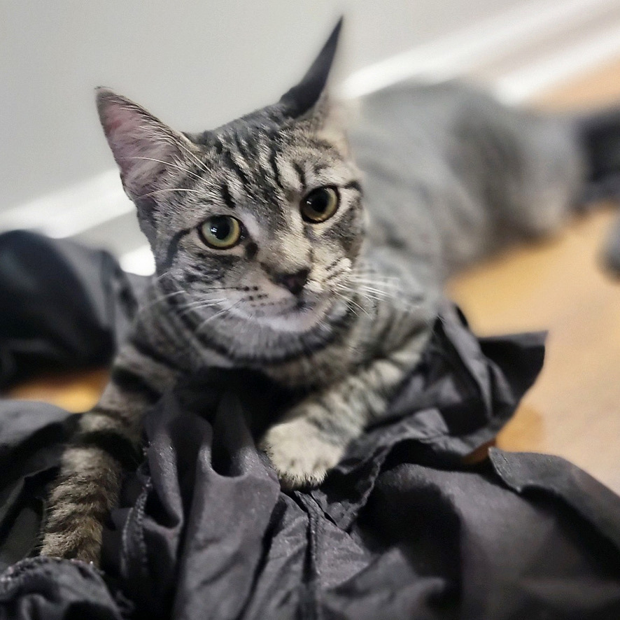 Enlarge TYLER, a Adoptable Domestic Short Hair in KENTON, DE image 6/6