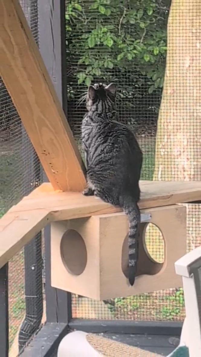 Enlarge TYLER, a Adoptable Domestic Short Hair in KENTON, DE image 3/6