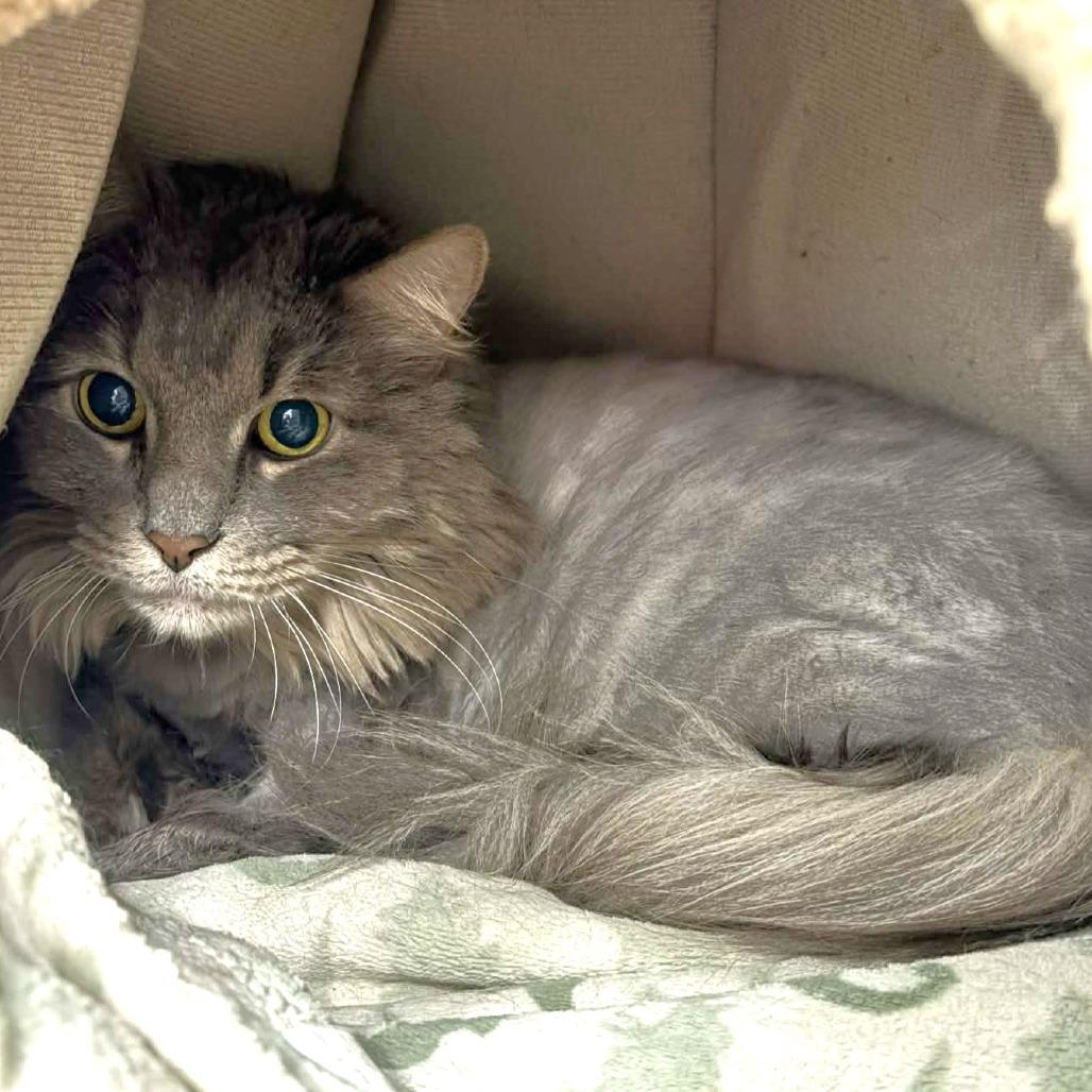 Enlarge Cheshire, a Adoptable Domestic Long Hair in Michigan City, IN image 1/1