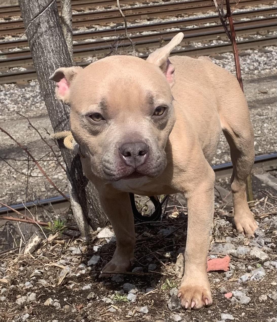 Tulip, an adopted mixed breed in McKeesport, PA image 3/6