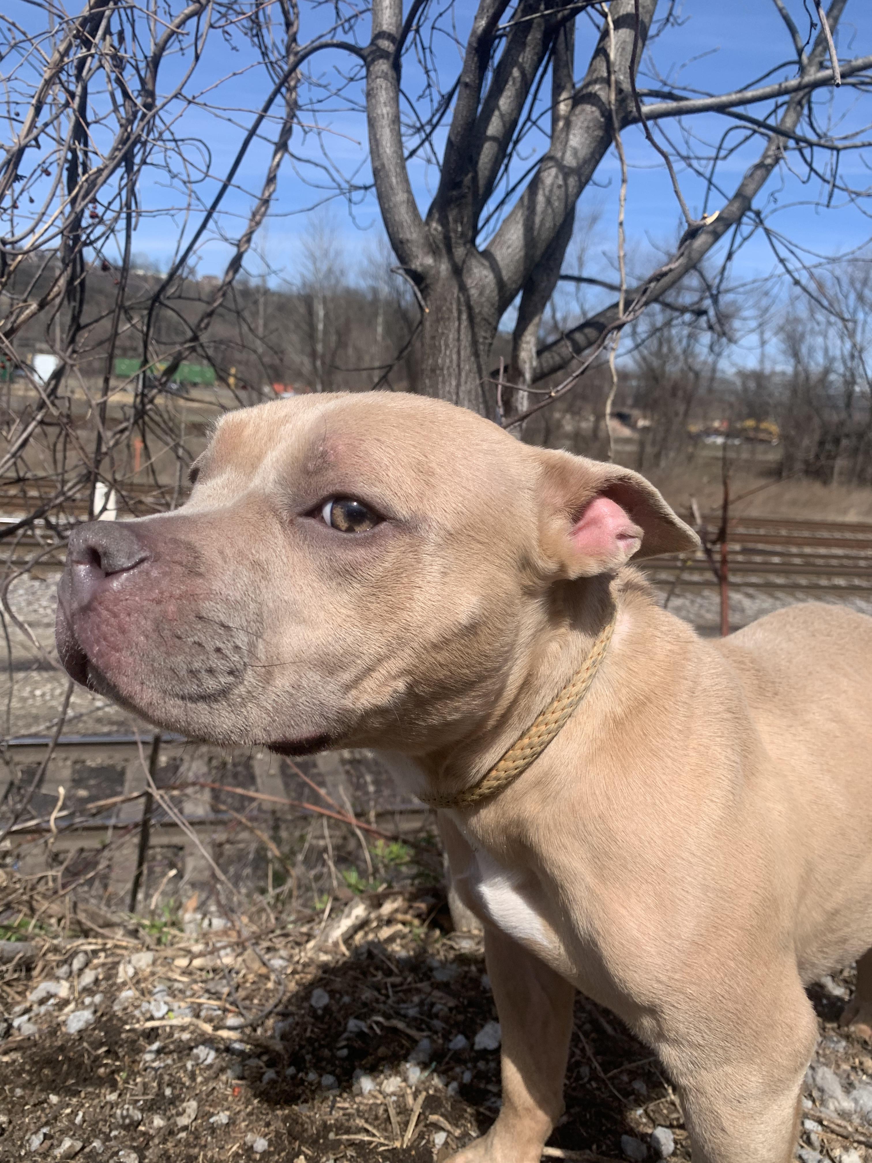 Tulip, an adopted mixed breed in McKeesport, PA image 5/6