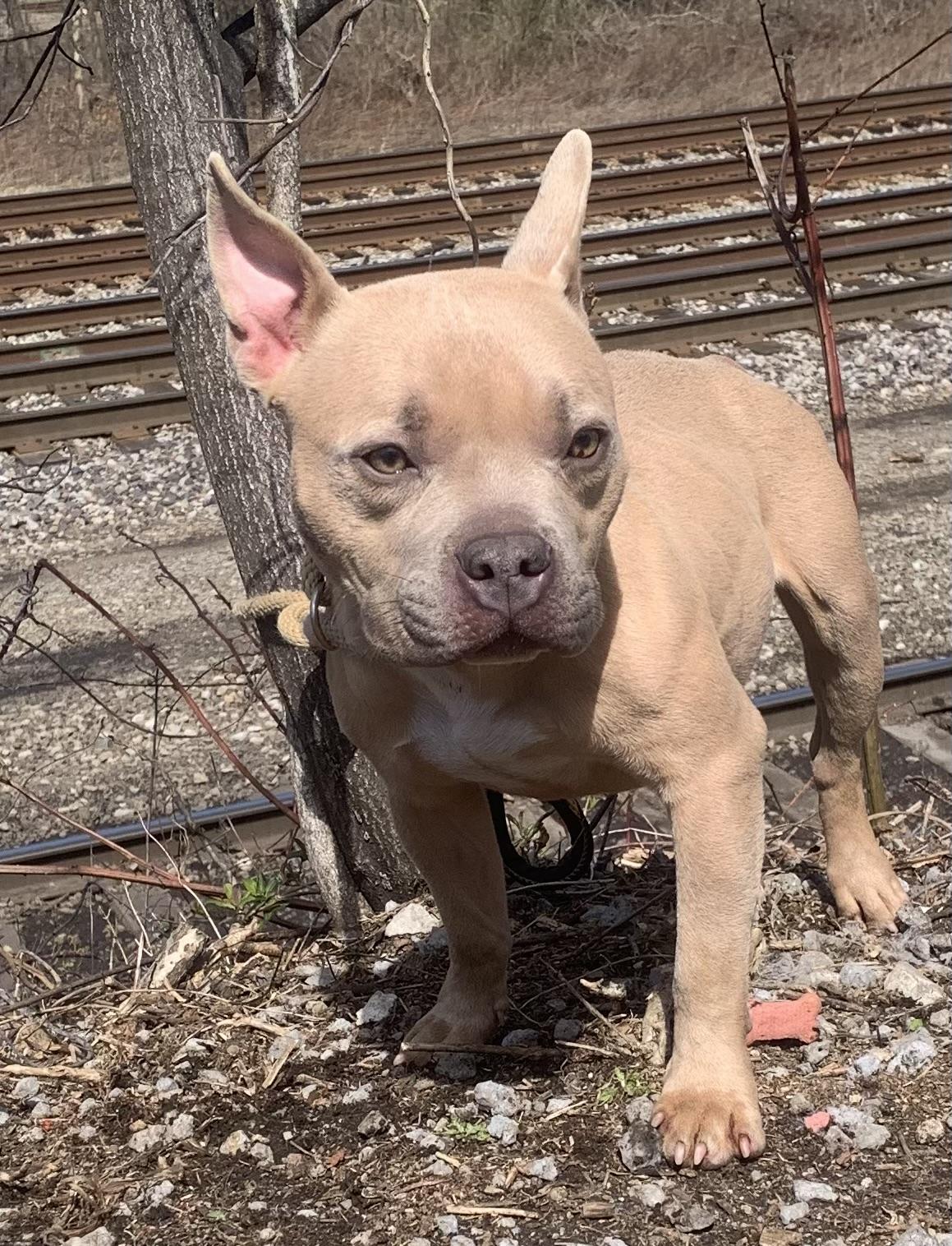 Tulip, an adopted mixed breed in McKeesport, PA image 6/6