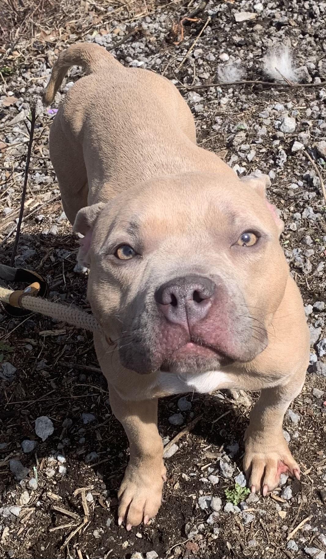 Tulip, an adopted mixed breed in McKeesport, PA image 1/6