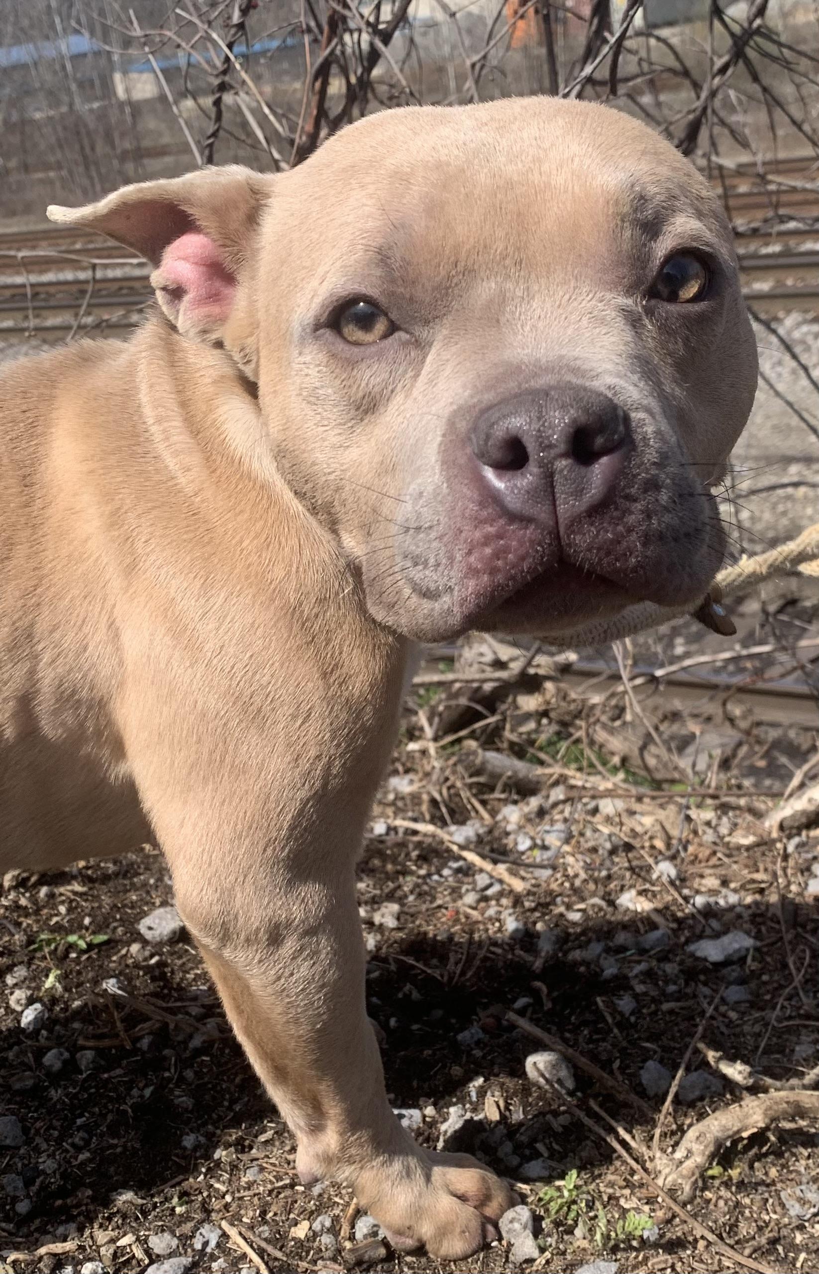Tulip, an adopted mixed breed in McKeesport, PA image 4/6