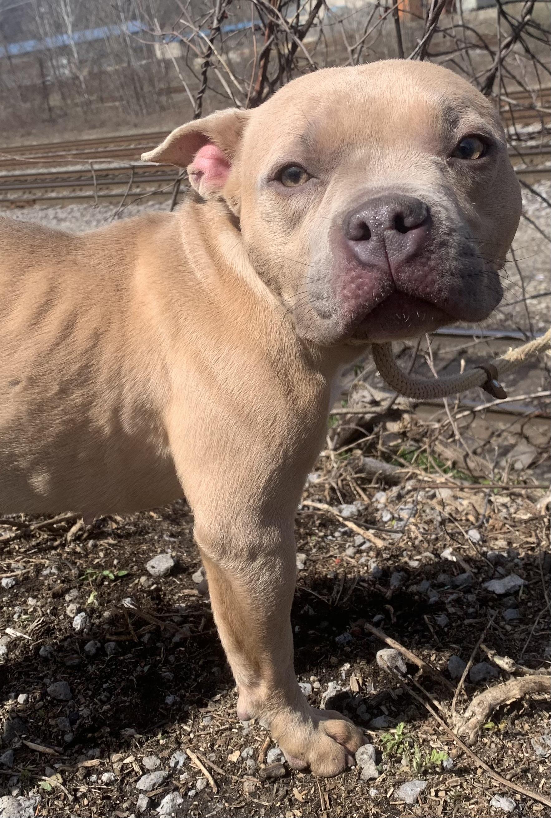 Tulip, an adopted mixed breed in McKeesport, PA image 2/6