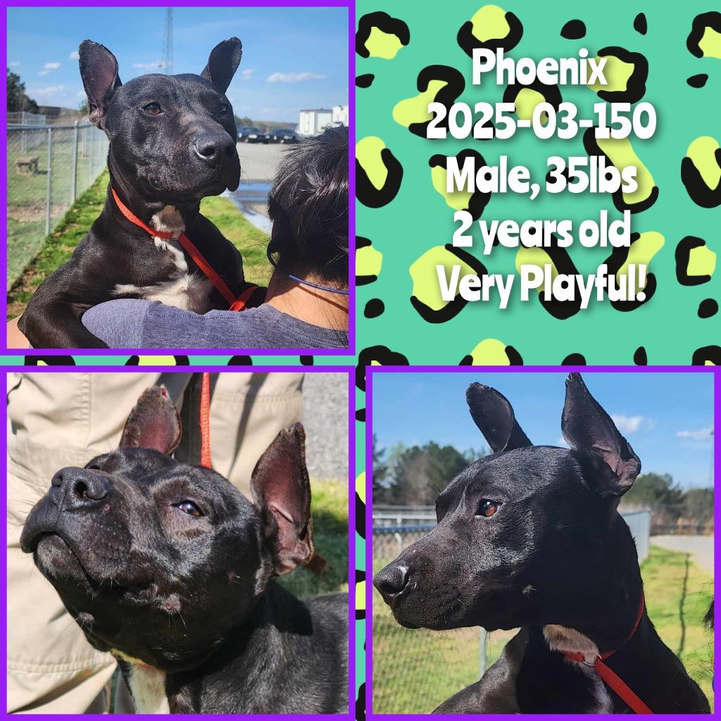 2025-03-150 *Phoenix*, Adoptable, Adult Male Labrador Retriever.