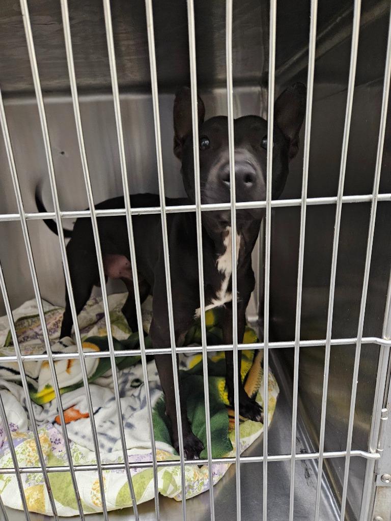 2025-03-150 *Phoenix*, Adoptable, Adult Male Labrador Retriever.