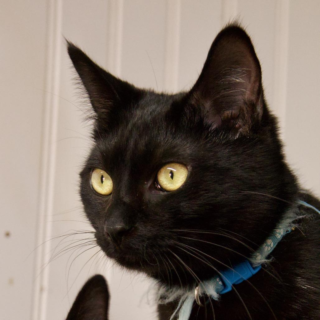Shadow, Adoptable, Adult Male Domestic Long Hair & Domestic Short Hair.