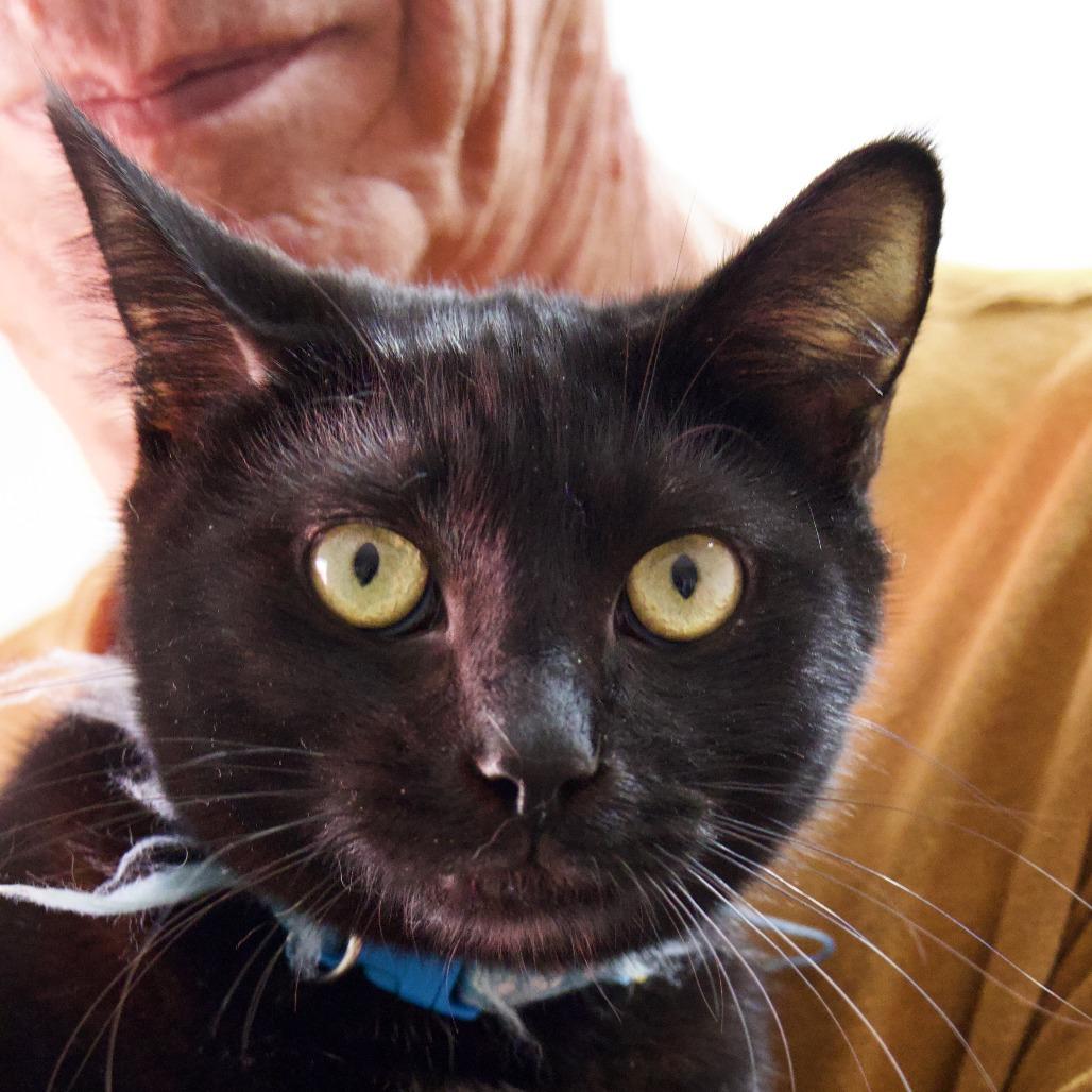 Shadow, Adoptable, Adult Male Domestic Long Hair & Domestic Short Hair.