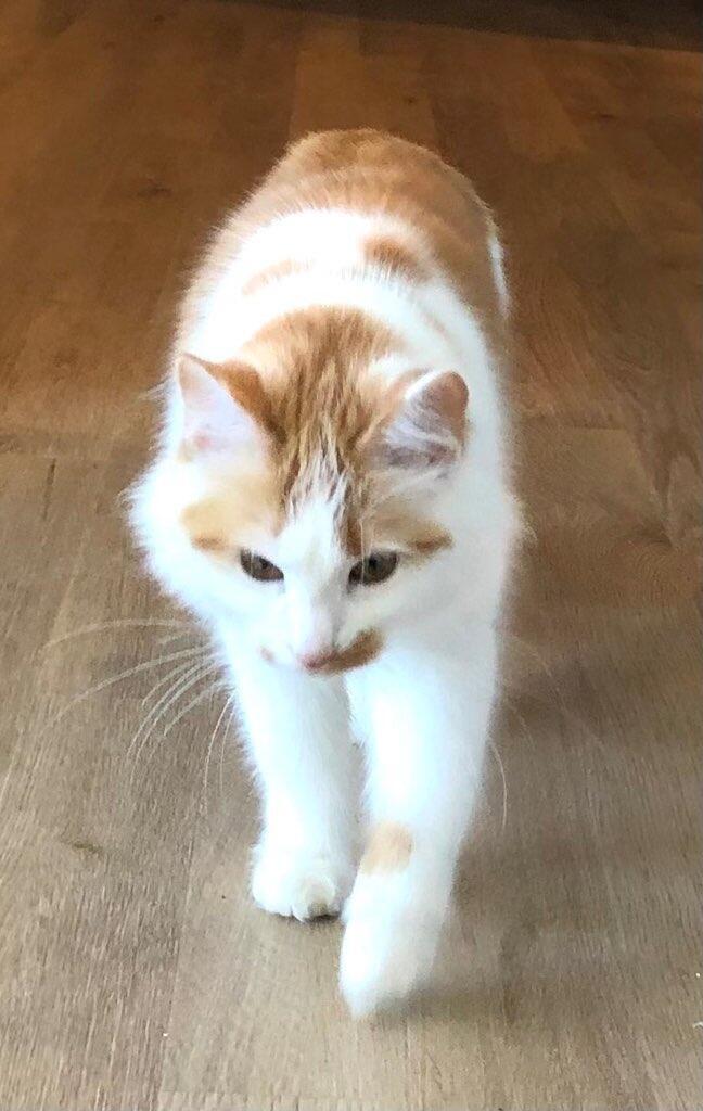 Enlarge Princess 3, a Adoptable Domestic Long Hair in FITCHBURG, MA image 4/5