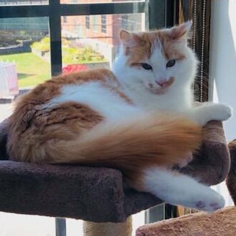 Enlarge Princess 3, a Adoptable Domestic Long Hair in FITCHBURG, MA image 1/5