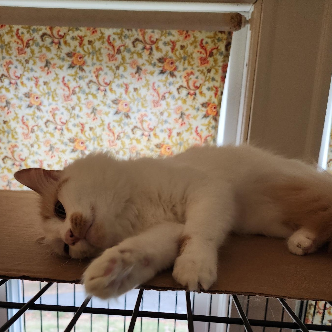 Enlarge Princess 3, a Adoptable Domestic Long Hair in FITCHBURG, MA image 2/5