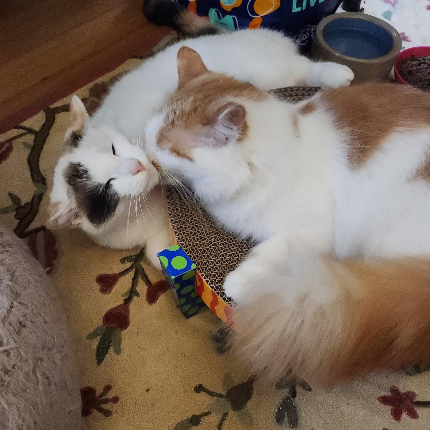 Enlarge Princess 3, a Adoptable Domestic Long Hair in FITCHBURG, MA image 5/5