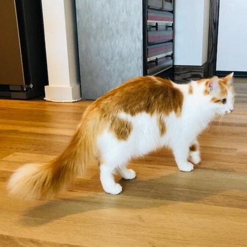 Enlarge Princess 3, a Adoptable Domestic Long Hair in FITCHBURG, MA image 3/5